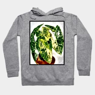 Alocasia Frydek Hoodie